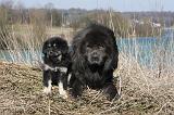 DOGUE DU TIBET 164